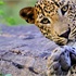  Šri Lanka-Wildlife Safari