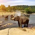 Šri Lanka-Wildlife Safari