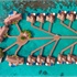 (14963)W Maldives